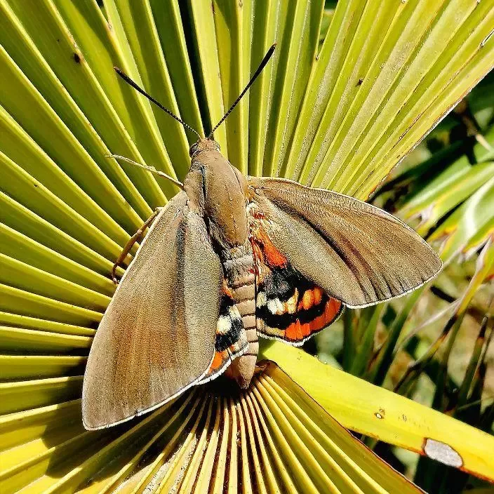 Maladies des plantes et traitements phytosanitaires 7 - OMNISERVICI