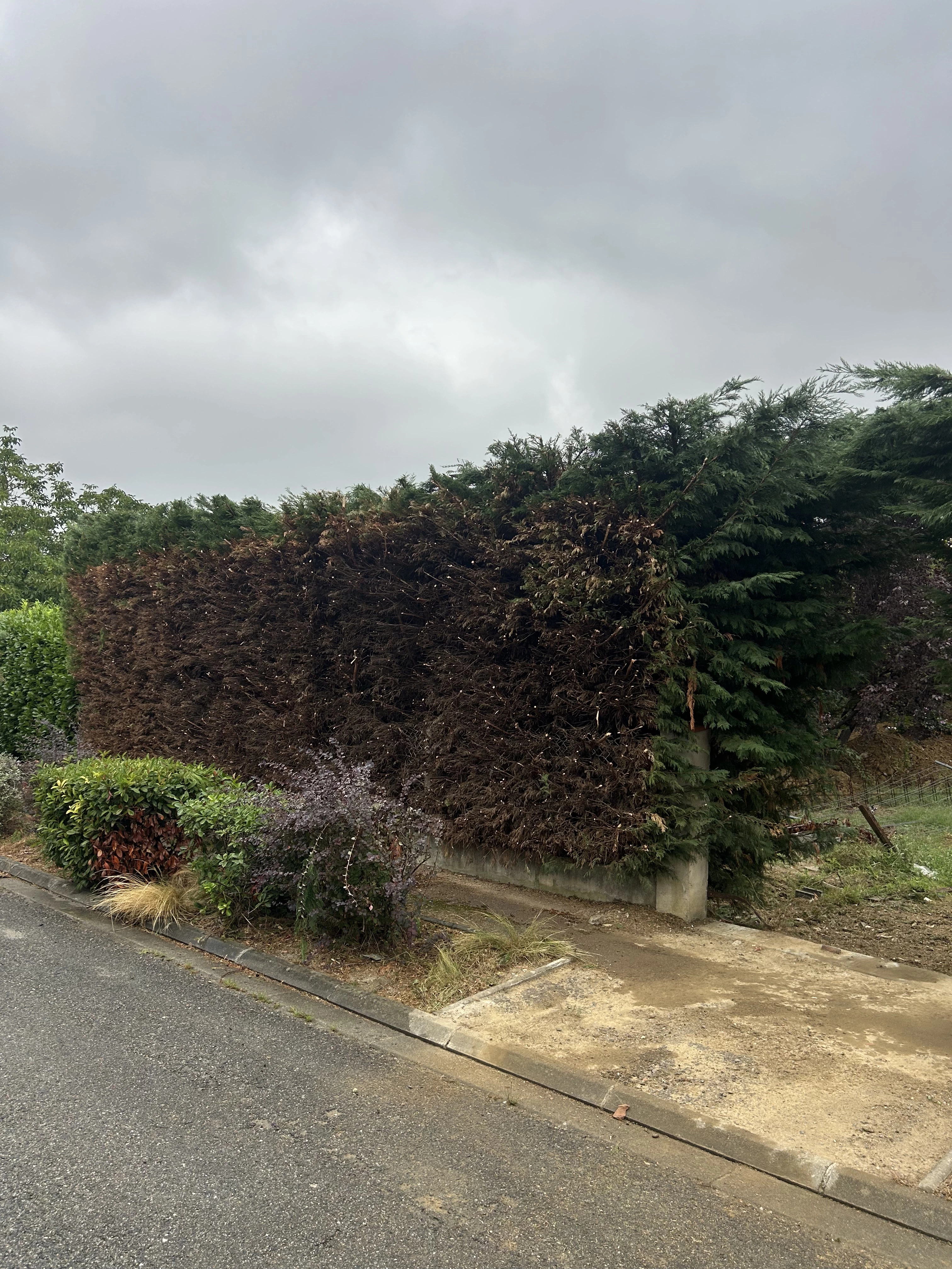 Après taille d'une grande haie à Quint-Fonsegrives