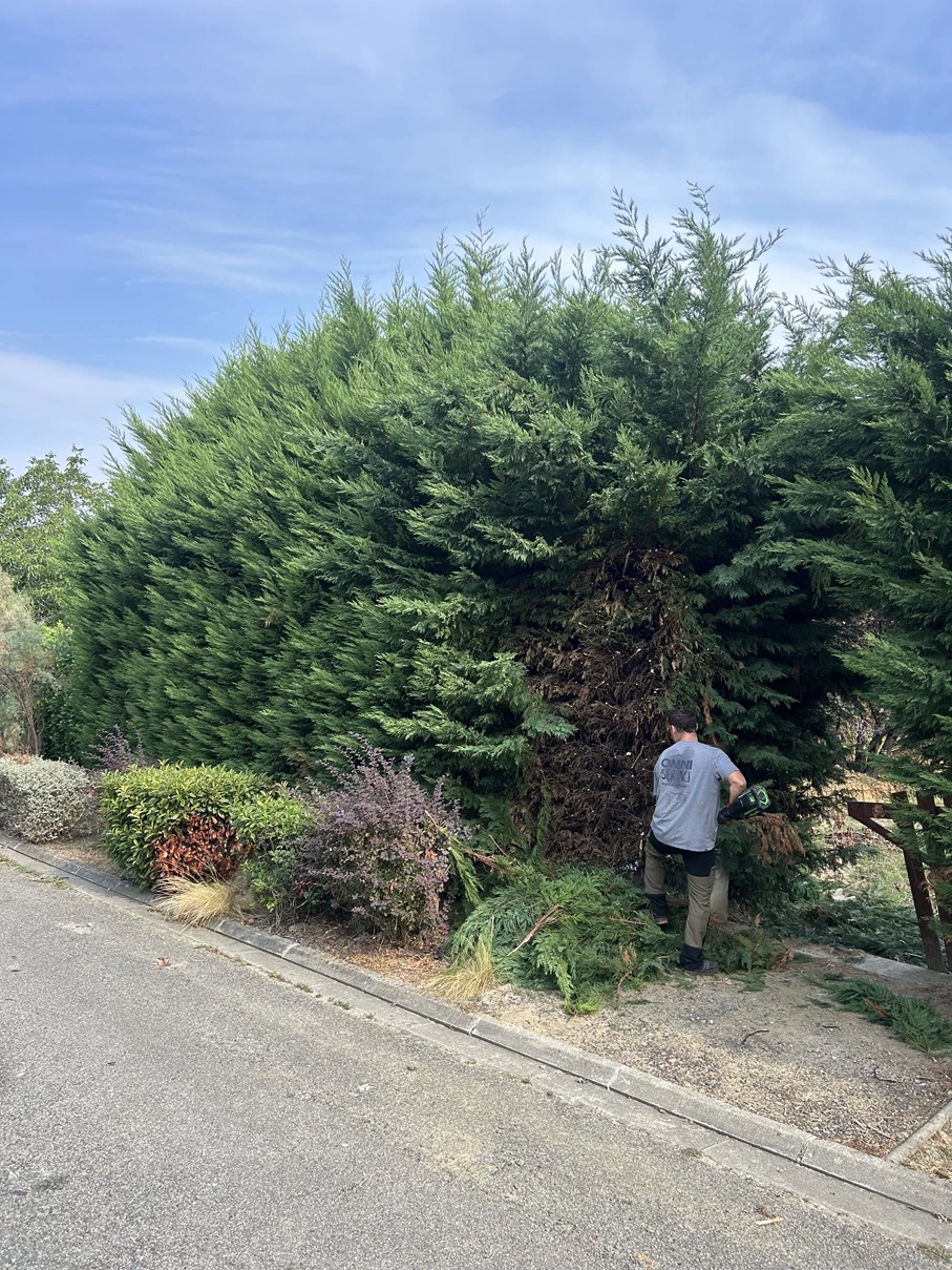 Taille d'une grande haie à Quint-Fonsegrives
