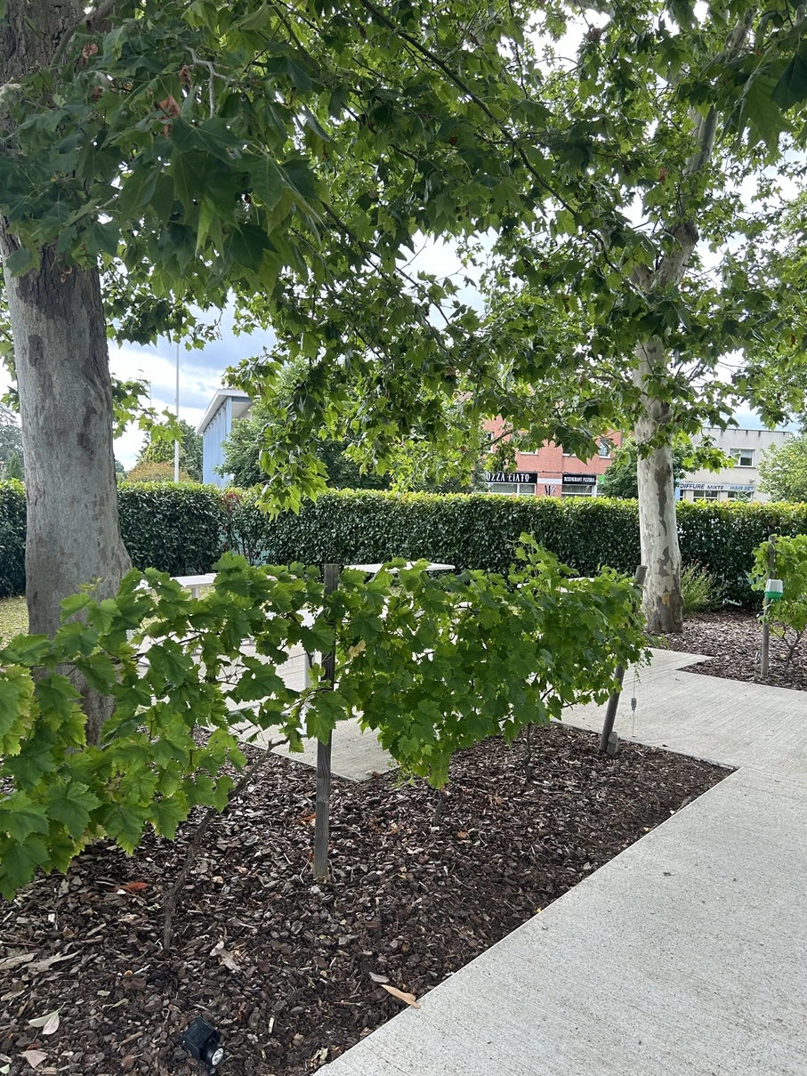 Après taille de haie terrasse restaurant à Tournefeuille