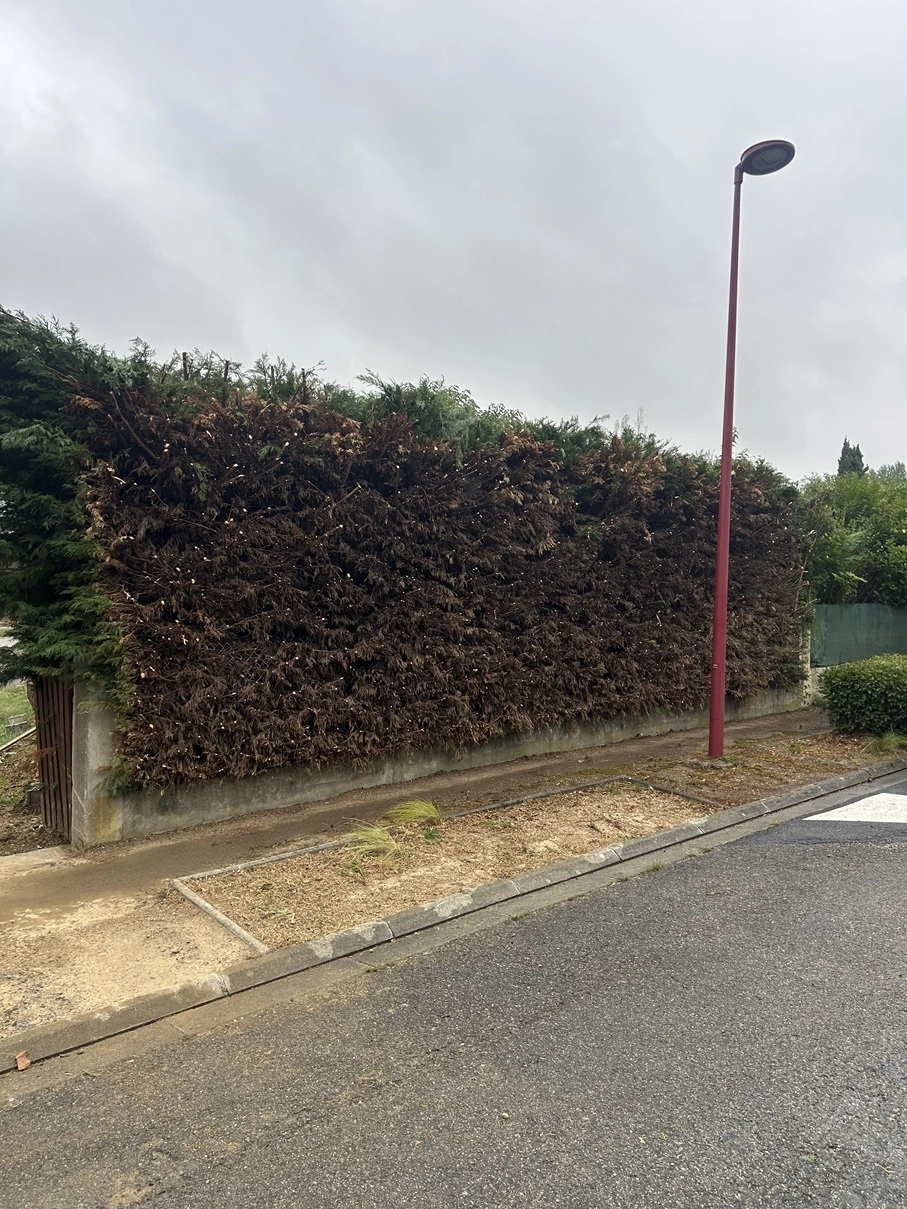 Après taille d'une grande haie à Quint-Fonsegrives