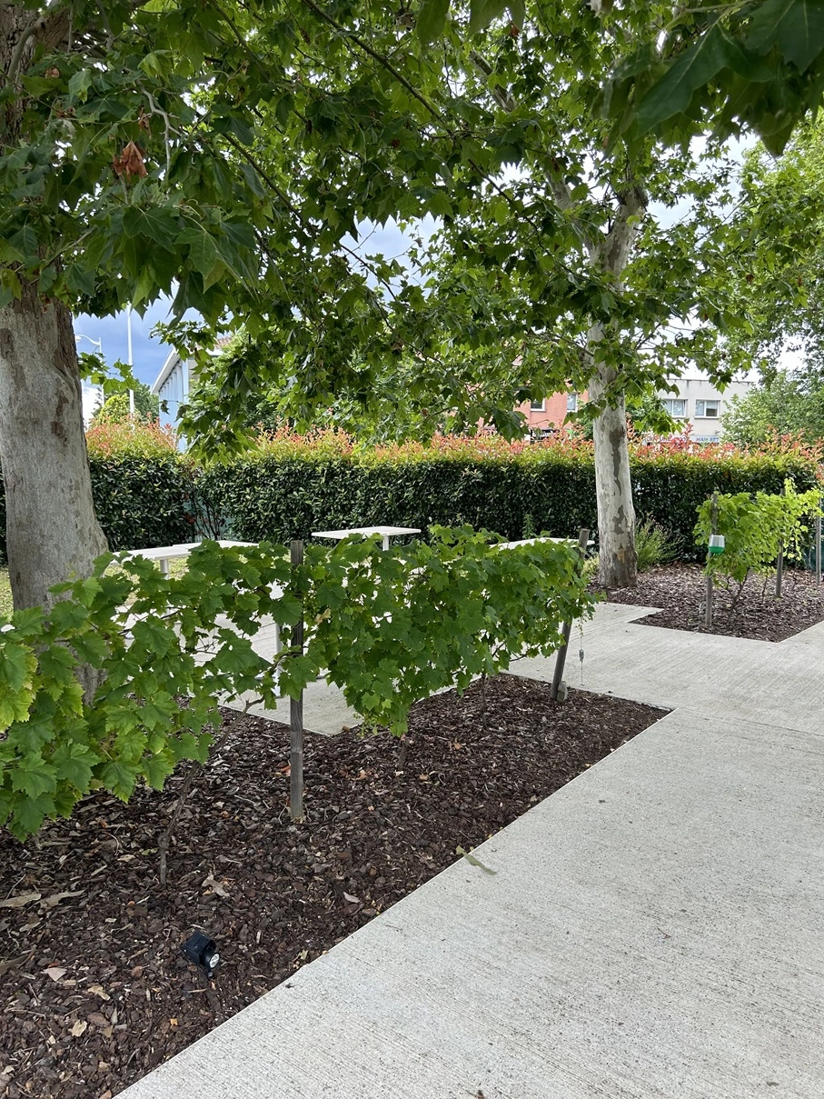 Avant taille de haie terrasse restaurant à Tournefeuille