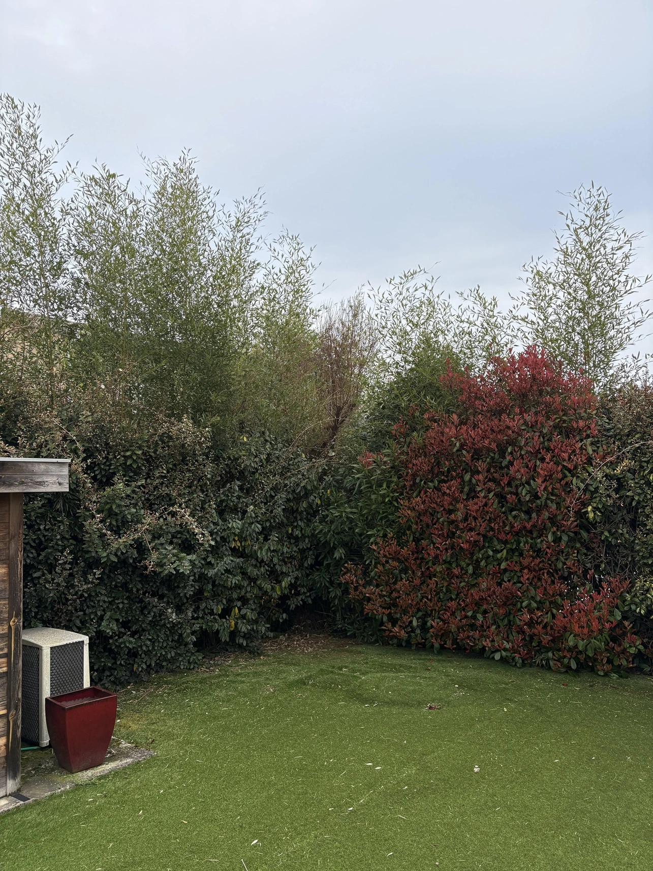 Avant taille de haies jardin à Seilh - OMNISERVICI