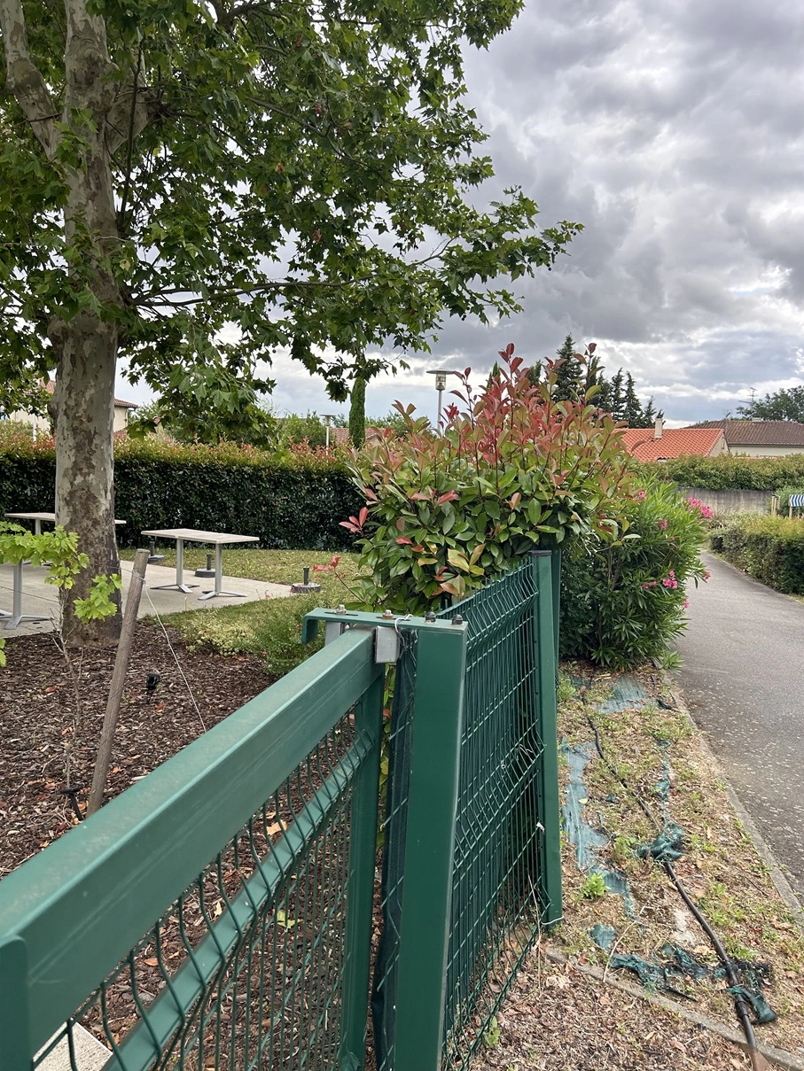 Avant taille de haie terrasse restaurant à Tournefeuille