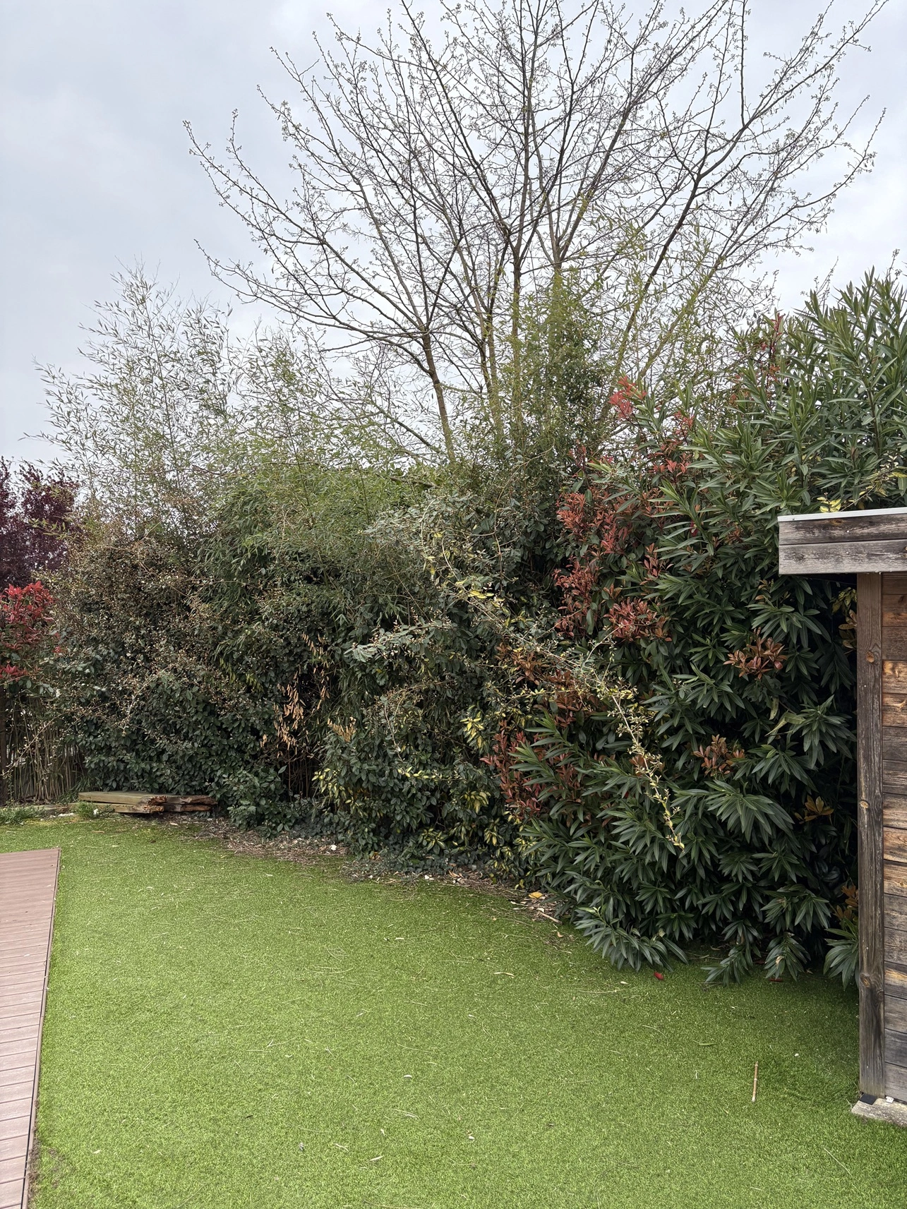 Avant taille de haies jardin à Seilh - OMNISERVICI