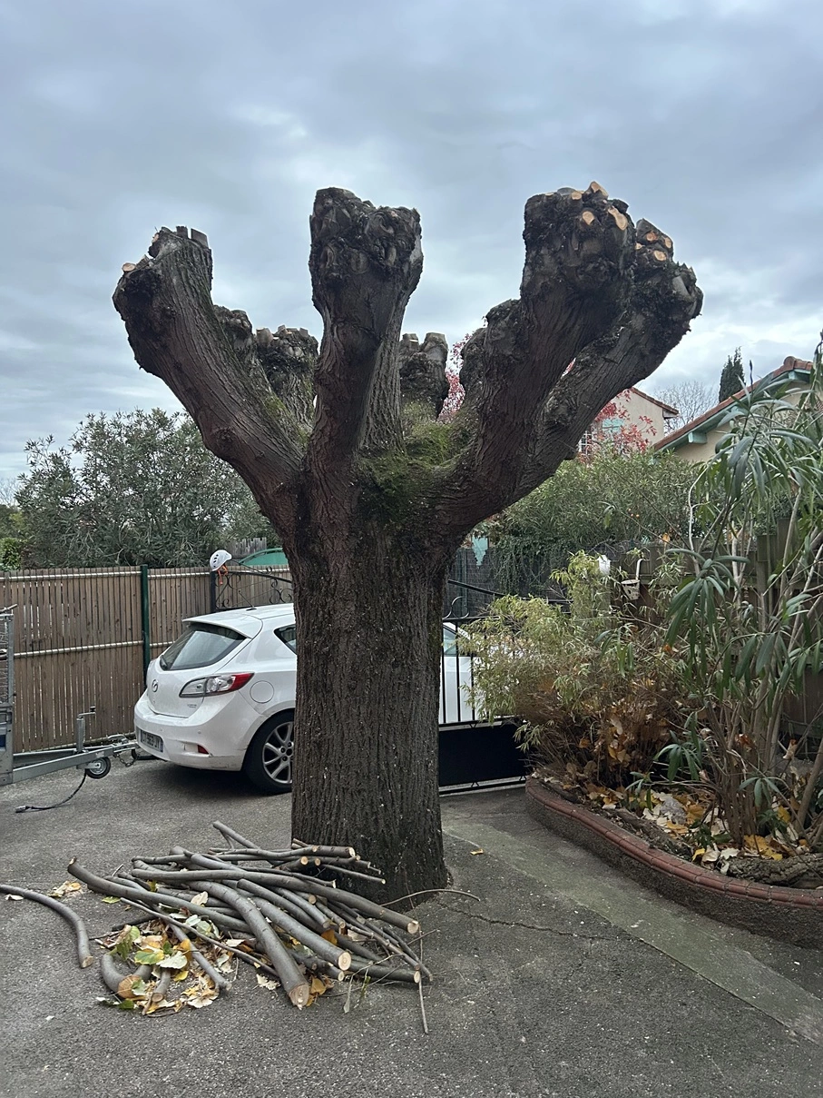 Elagage d'un platane region toulousaine - OmniServici