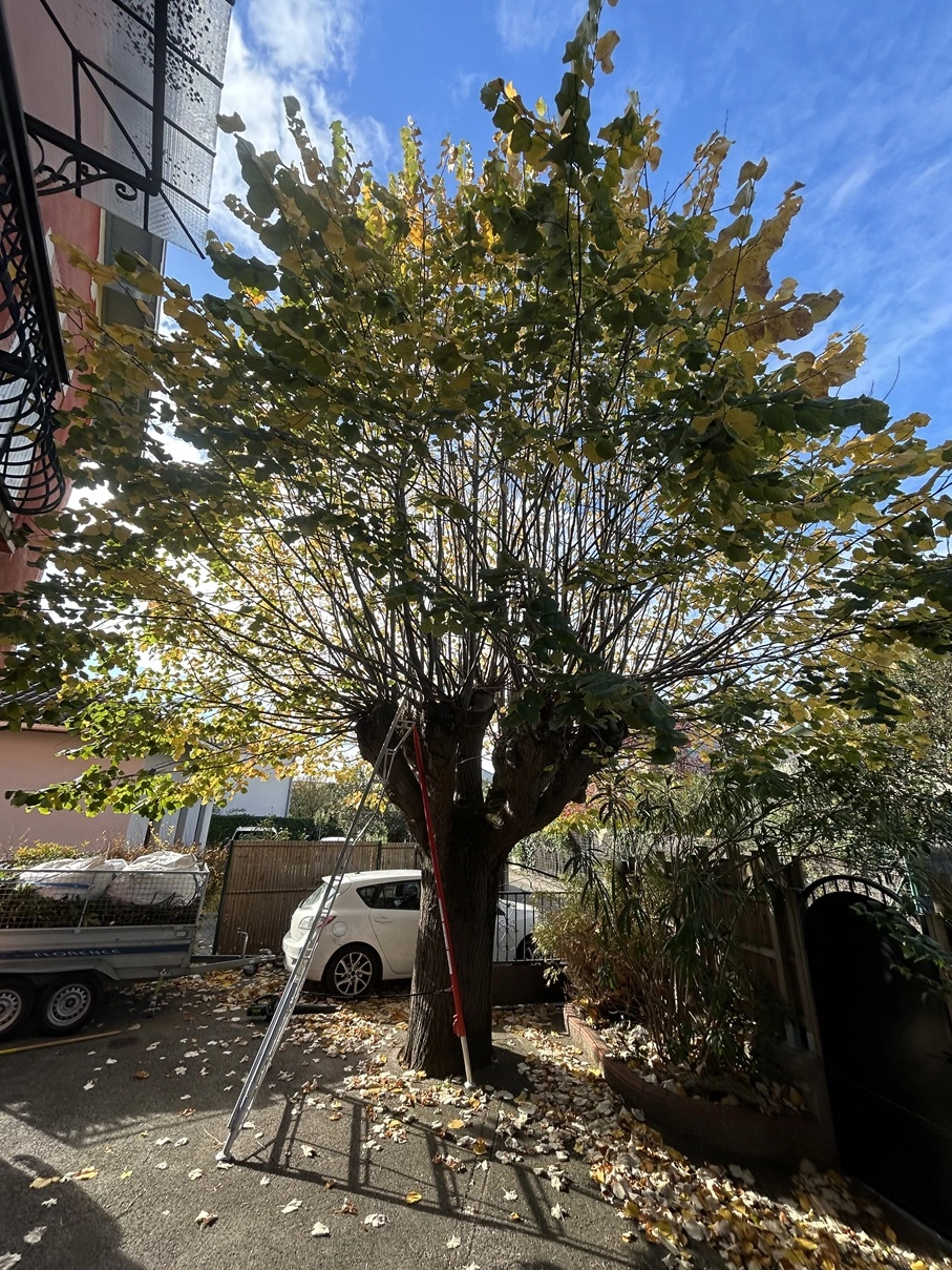 Elagage d'un platane region toulousaine - OmniServici