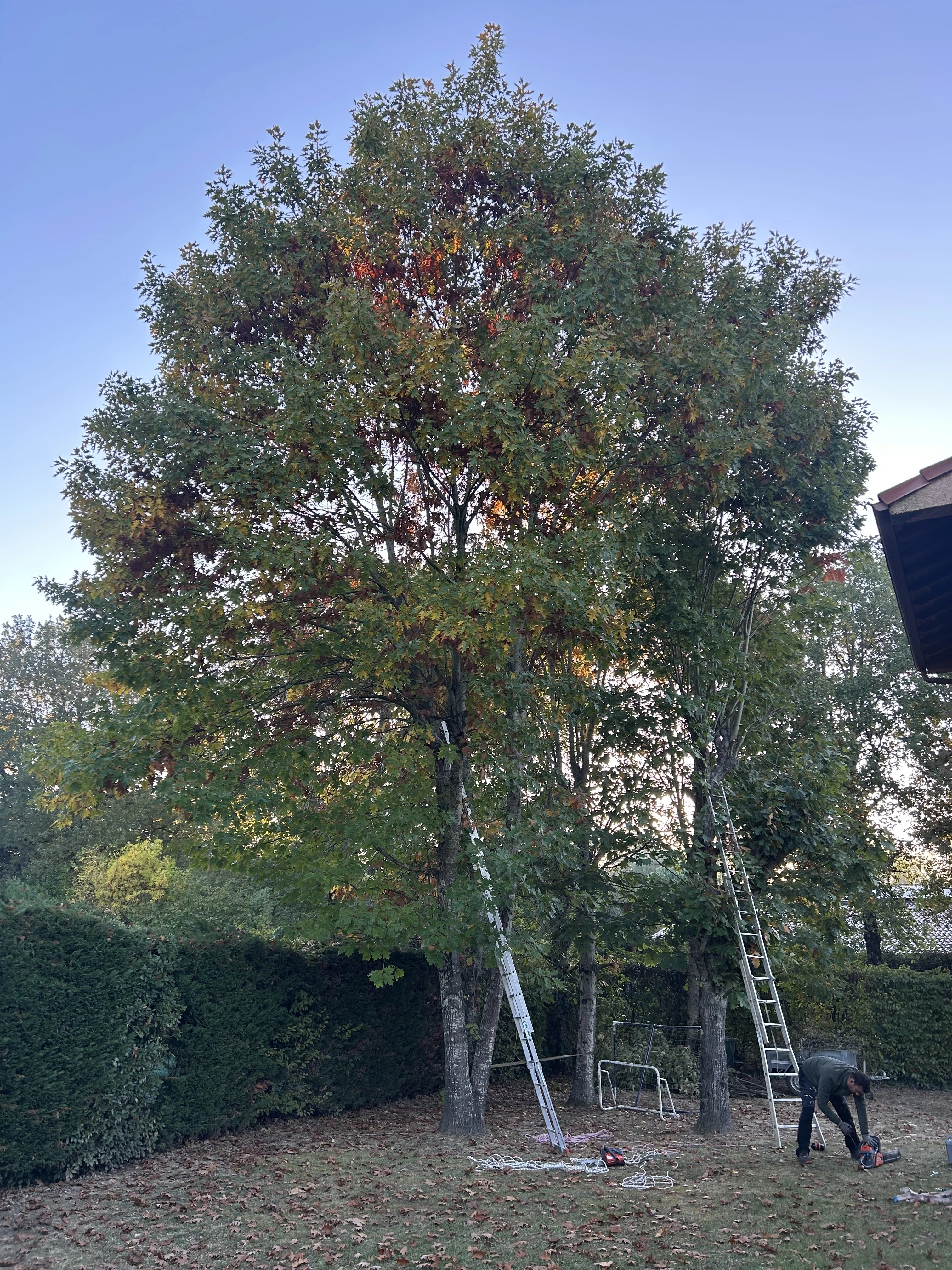 Taille chene a Pibrac 31 - OmniServici