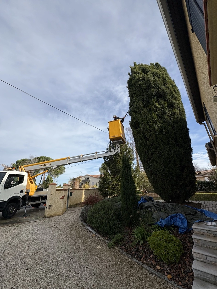 Taille cypres Aussonne 31 - OmniServici