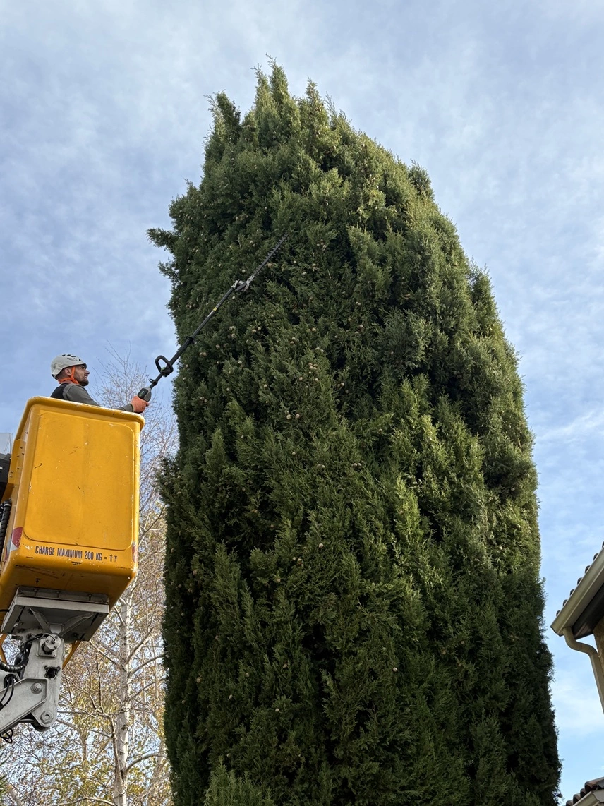 Taille cypres Aussonne 31 - OmniServici