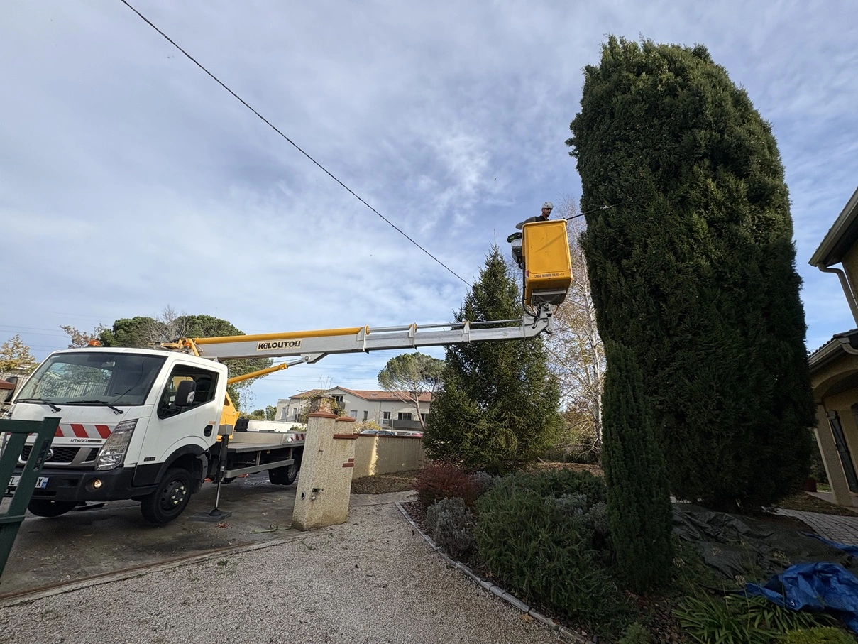 Taille cypres Aussonne 31 - OmniServici