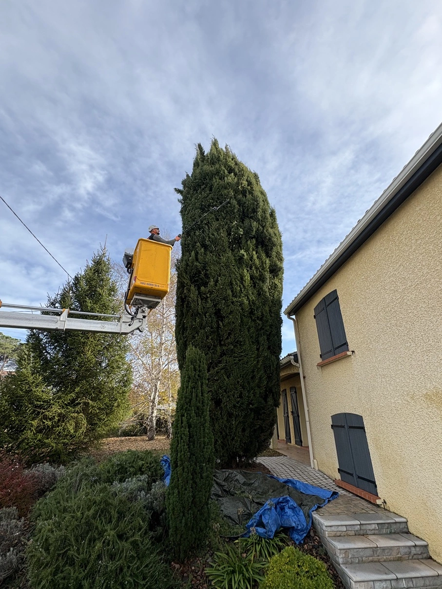 Taille cypres Aussonne 31 - OmniServici