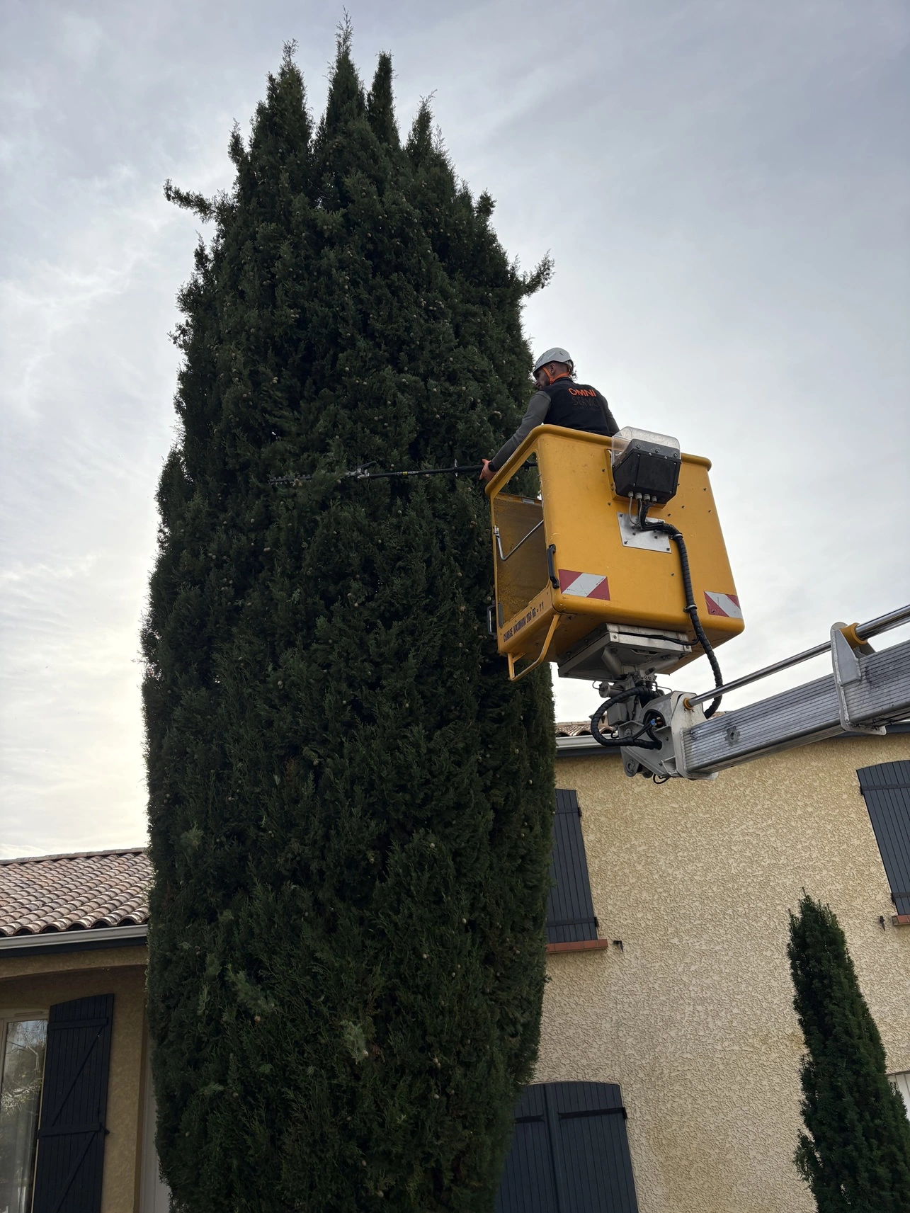 Taille cypres Aussonne 31 - OmniServici