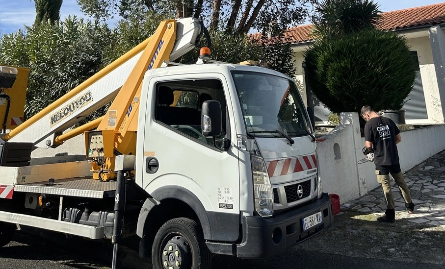 Taille cypres Aussonne 31 - OmniServici