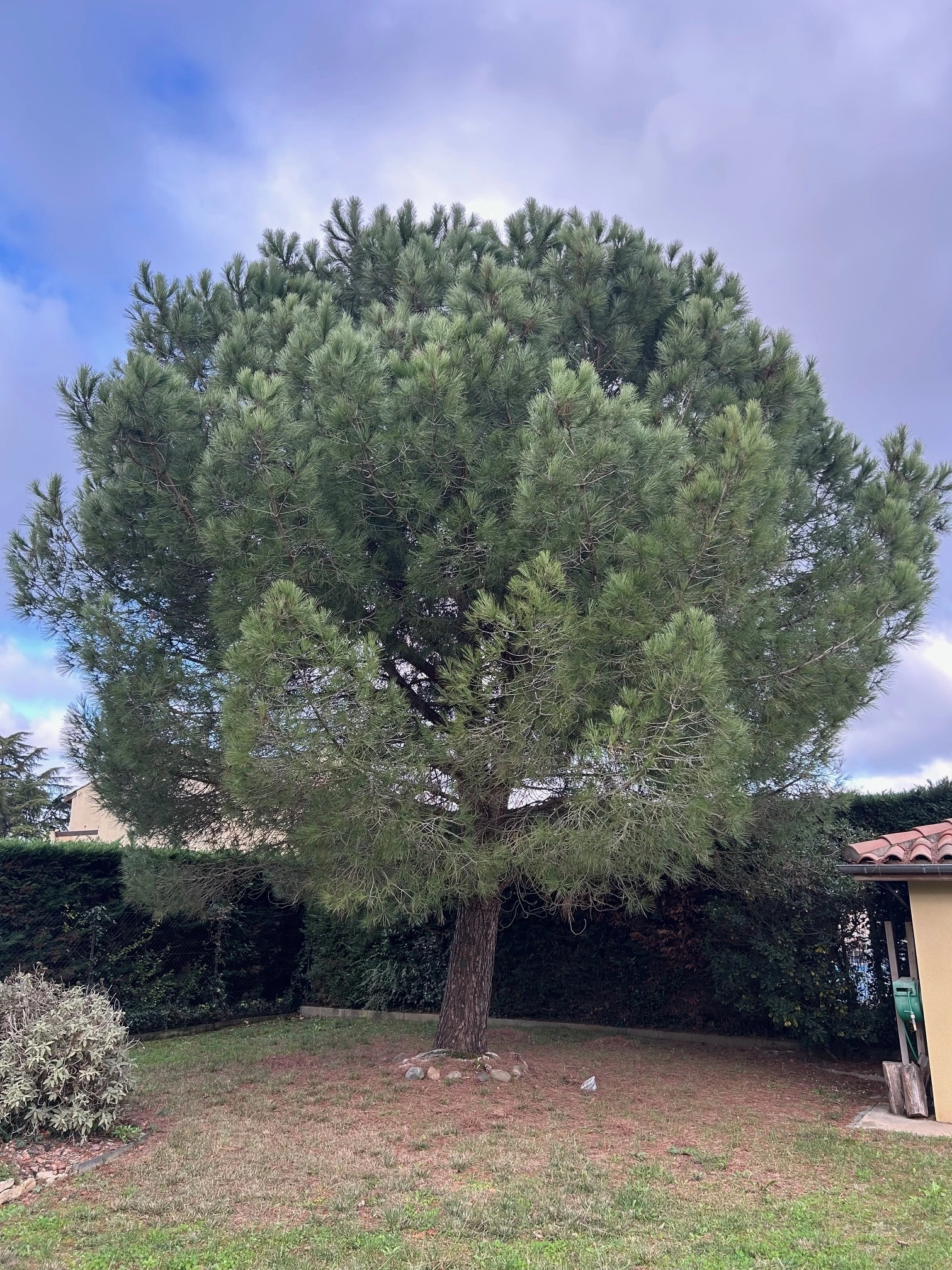 Taille pin sylvestre Seilh - OmniServici