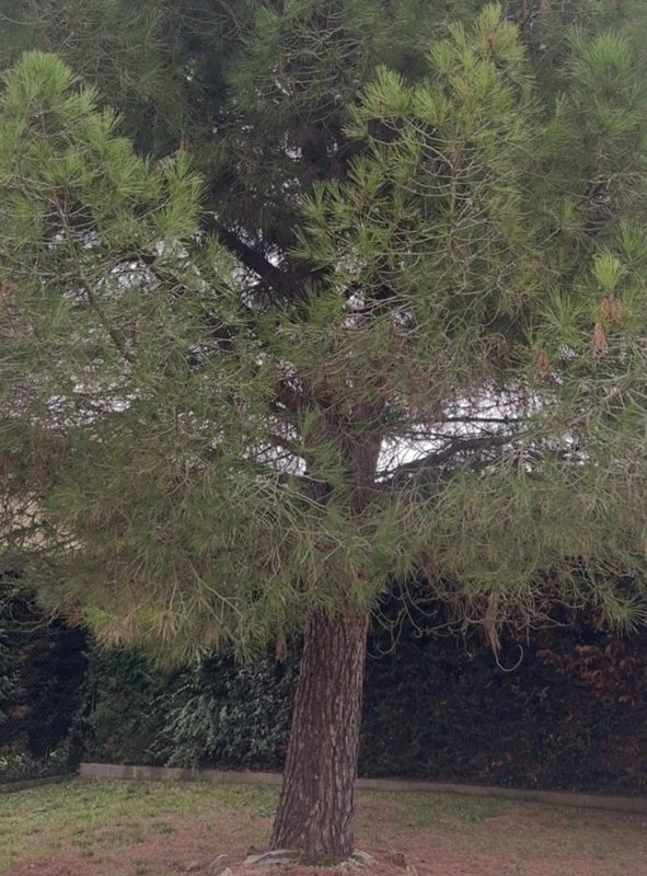 Taille pin sylvestre Seilh - OmniServici