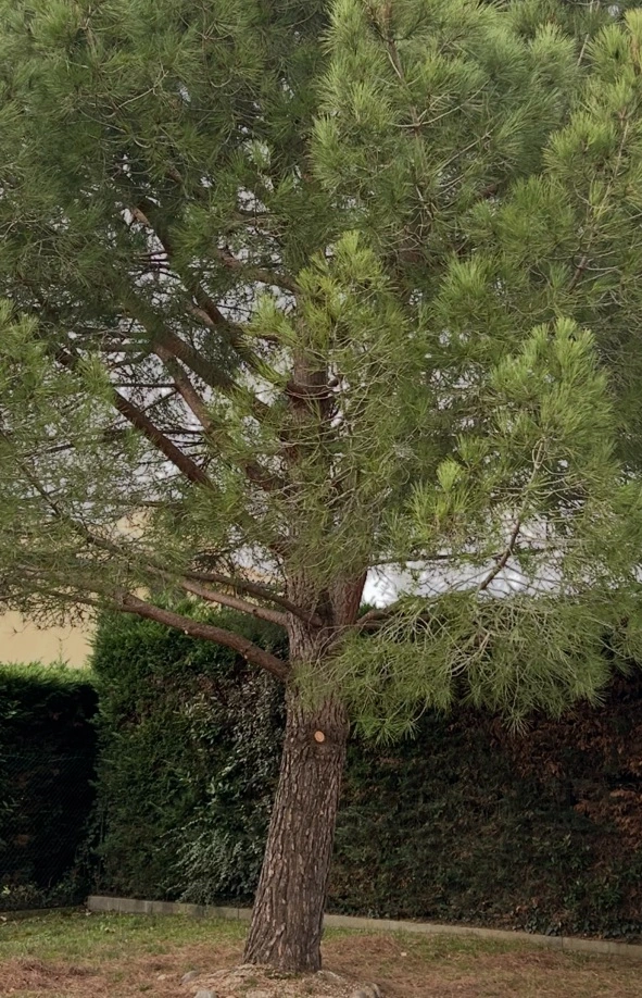 Taille pin sylvestre Seilh - OmniServici