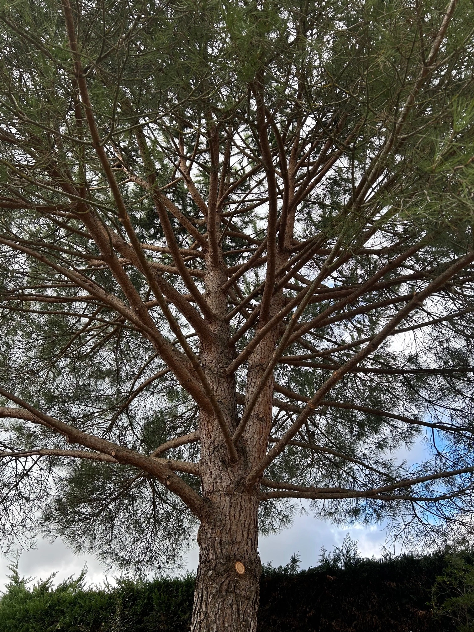 Taille pin sylvestre Seilh - OmniServici