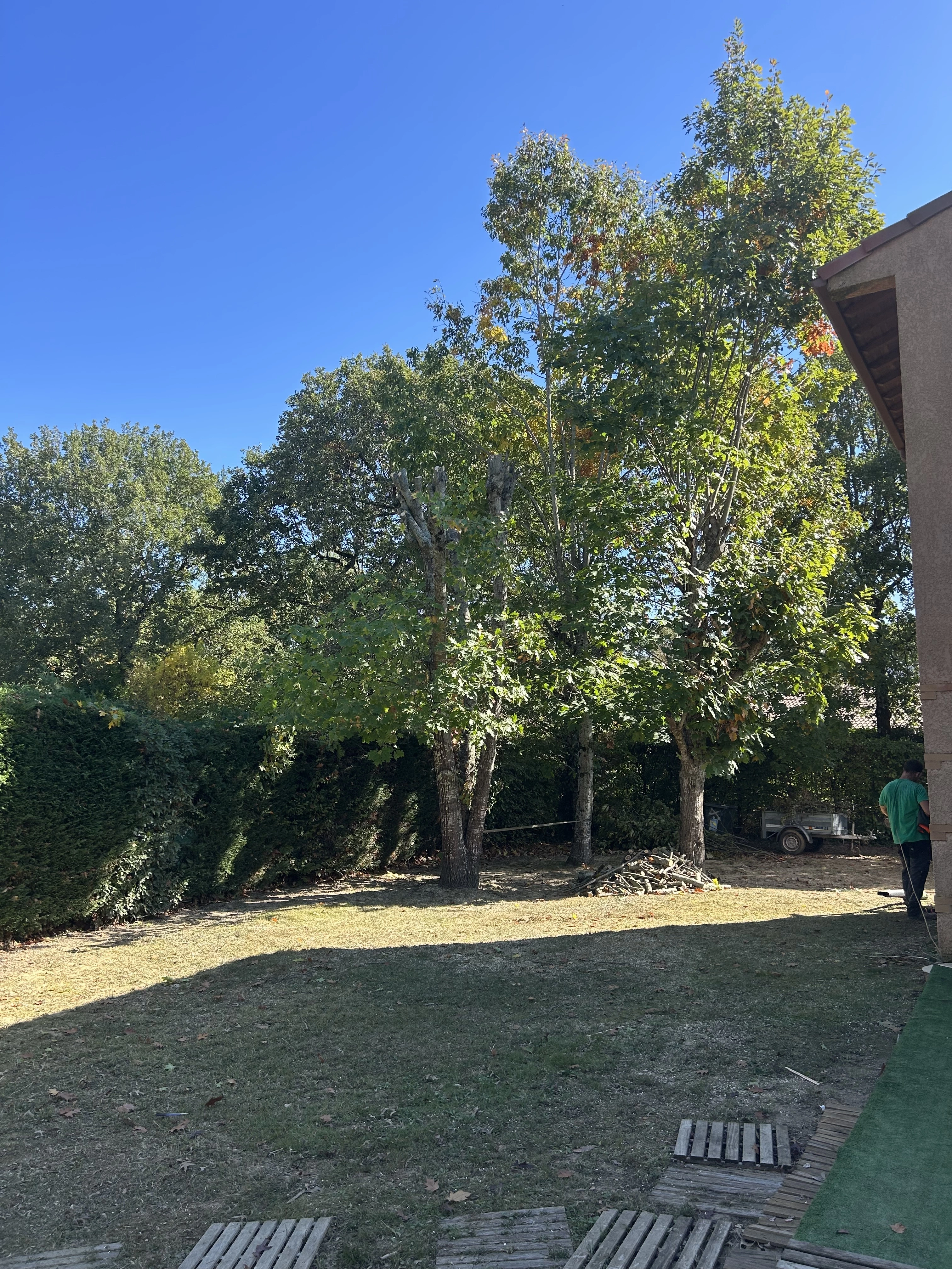 Taille chene a Pibrac 31 - OmniServici