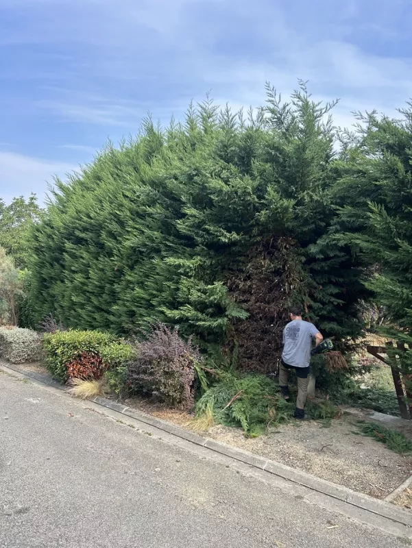 Taille d'une grande haie à Quint-Fonsegrives