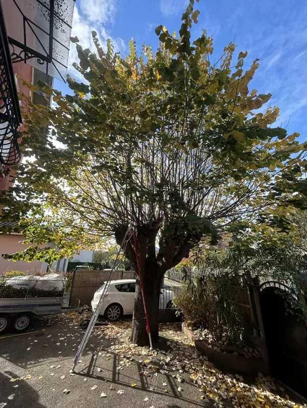 Taille d'un gros platane feuillu à Toulouse