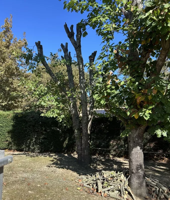 Taille chene a Pibrac 31 - OmniServici