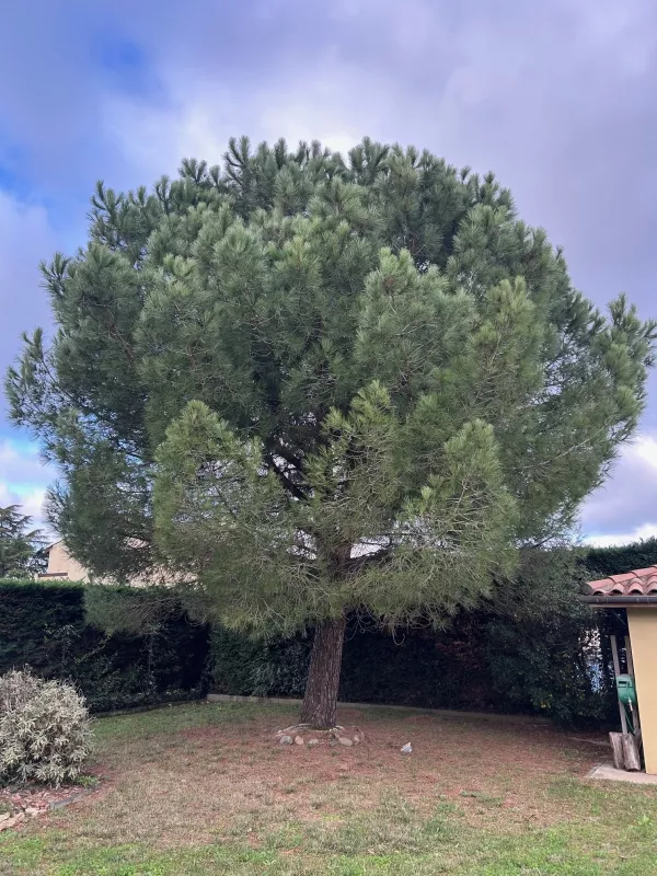 Taille pin sylvestre Seilh - OmniServici